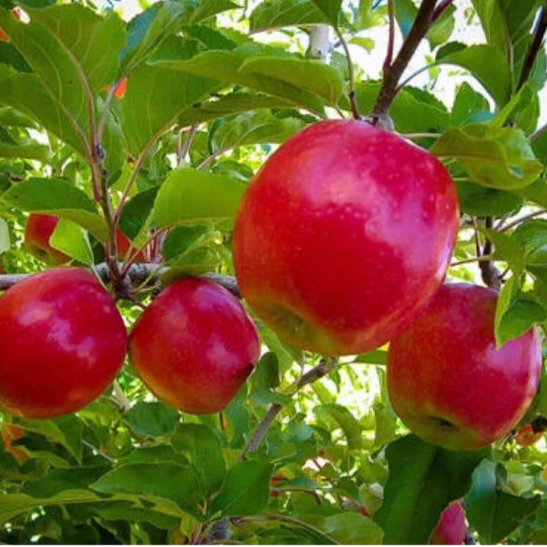🍑 Just In: Bare-Rooted Deciduous Fruit Trees at Lumpy's Nursery!