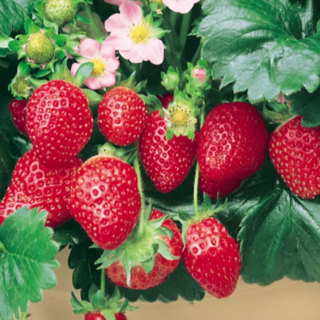 🍓 How to Grow Delicious Strawberries