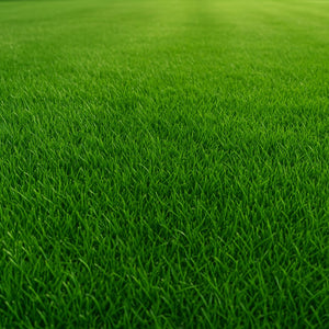 Lawn Care Tips: How to Keep Your Lawn Healthy and Green Year-Round 🌱