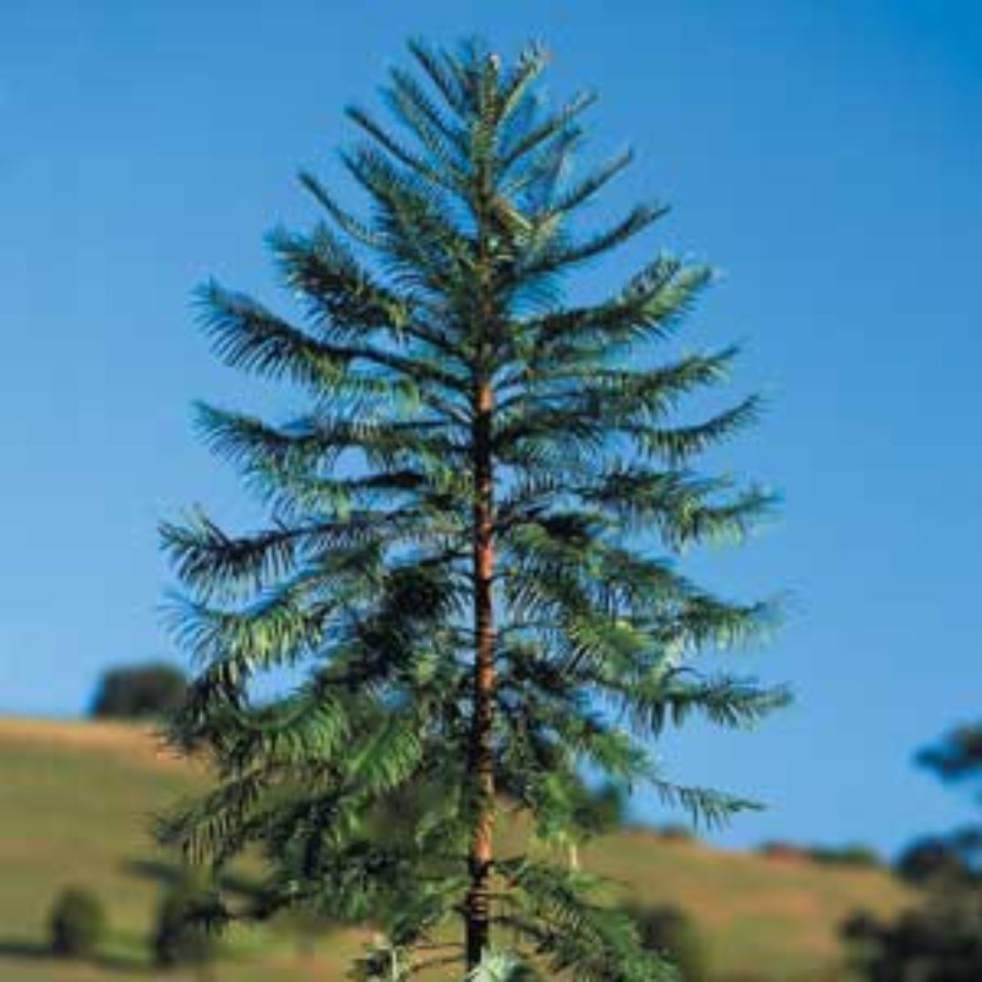 Discover the Wollemi Pine – A Living Fossil for Your Garden