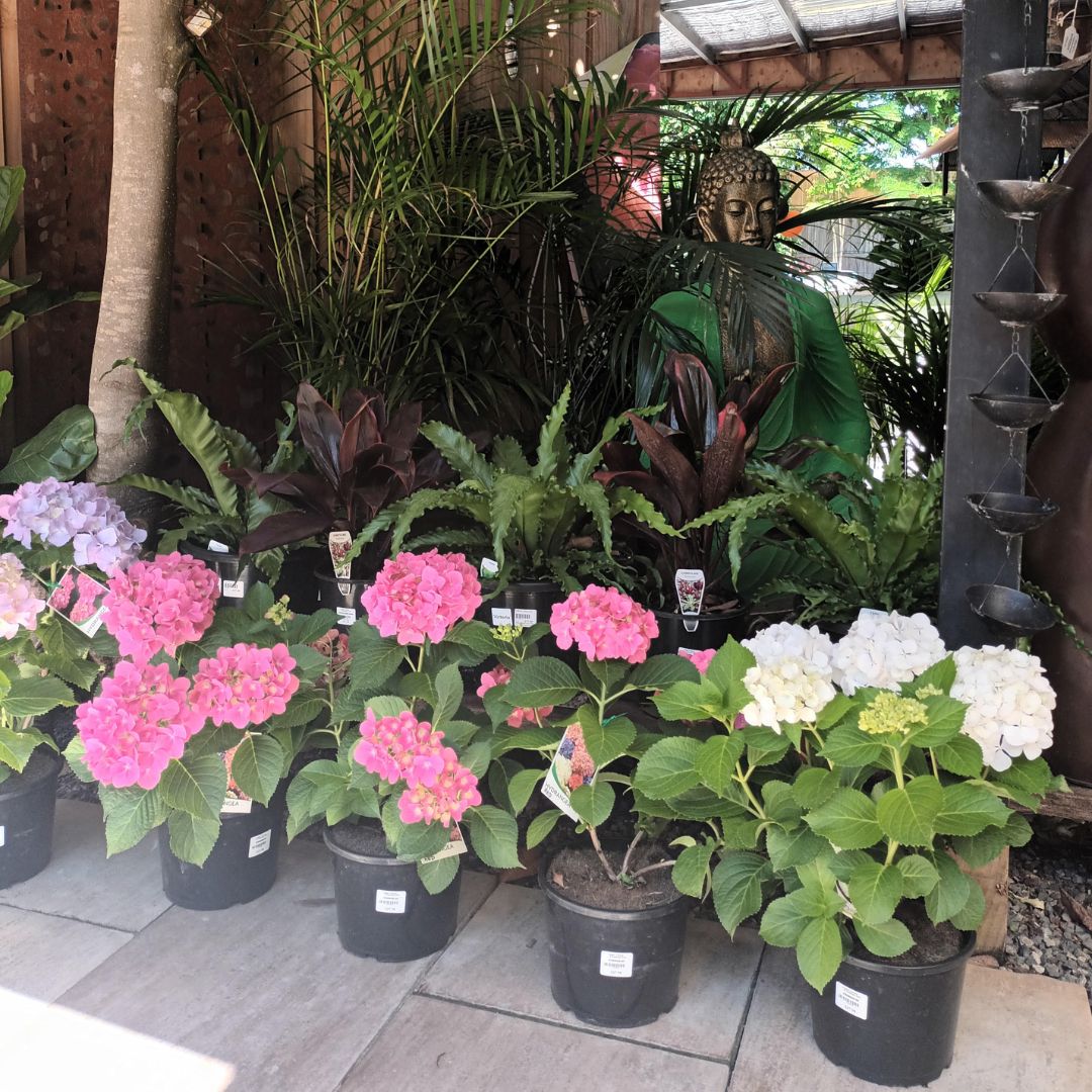 🌸 Everything You Need to Know About Hydrangeas