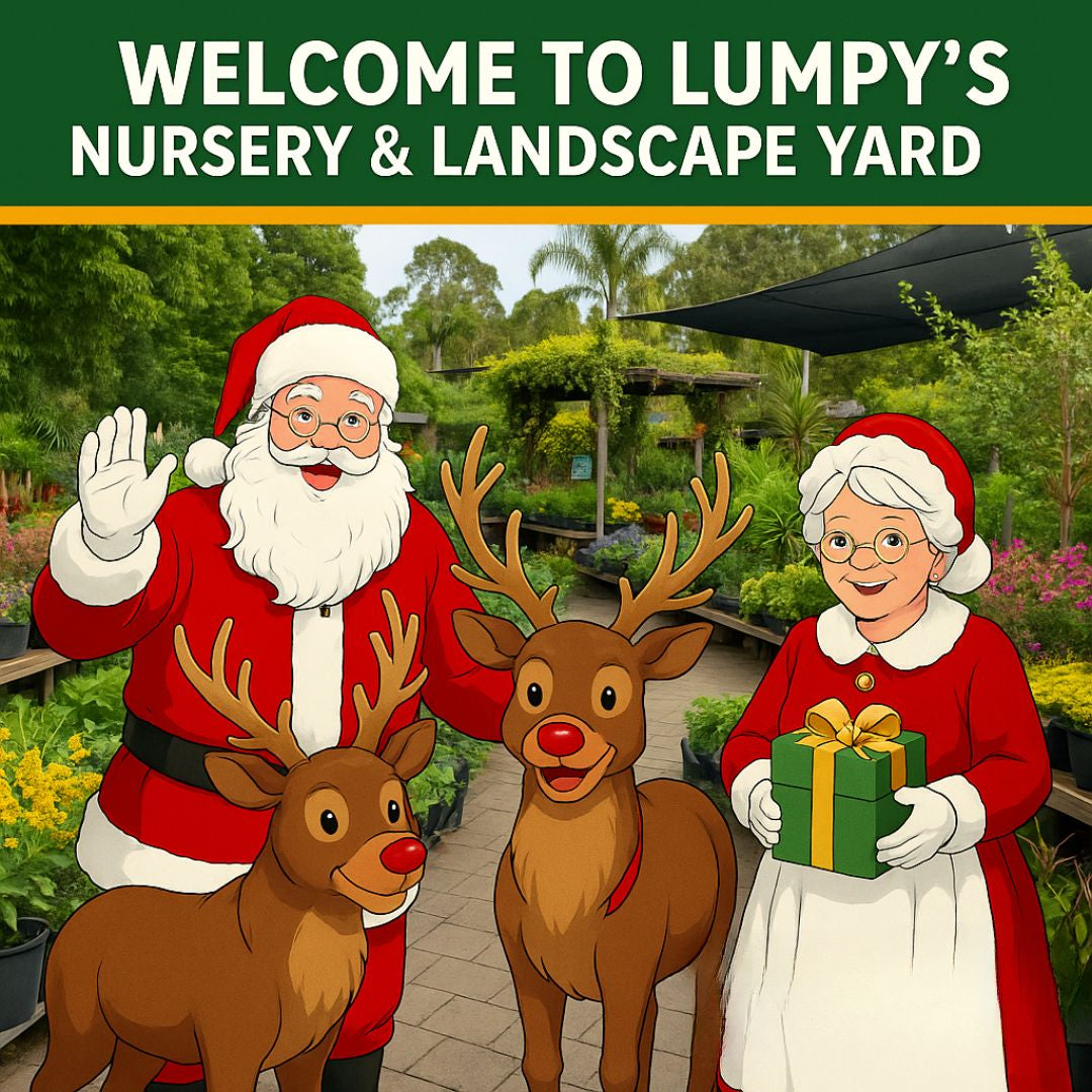🎅✨ Santa’s Garden Secrets: How the Big Man Prepares for Christmas at Lumpy’s!