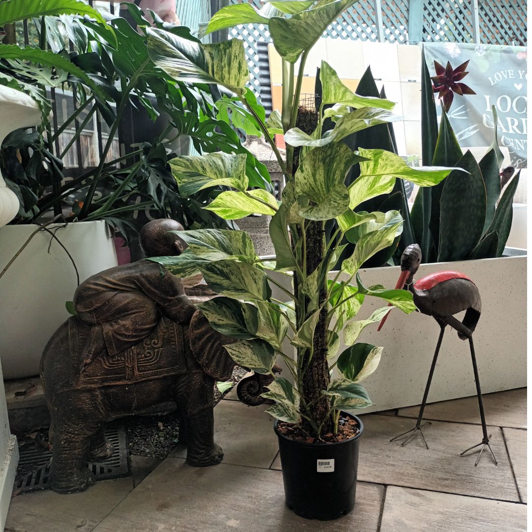 Totem Pole Plants – Take Your Indoor Jungle to New Heights