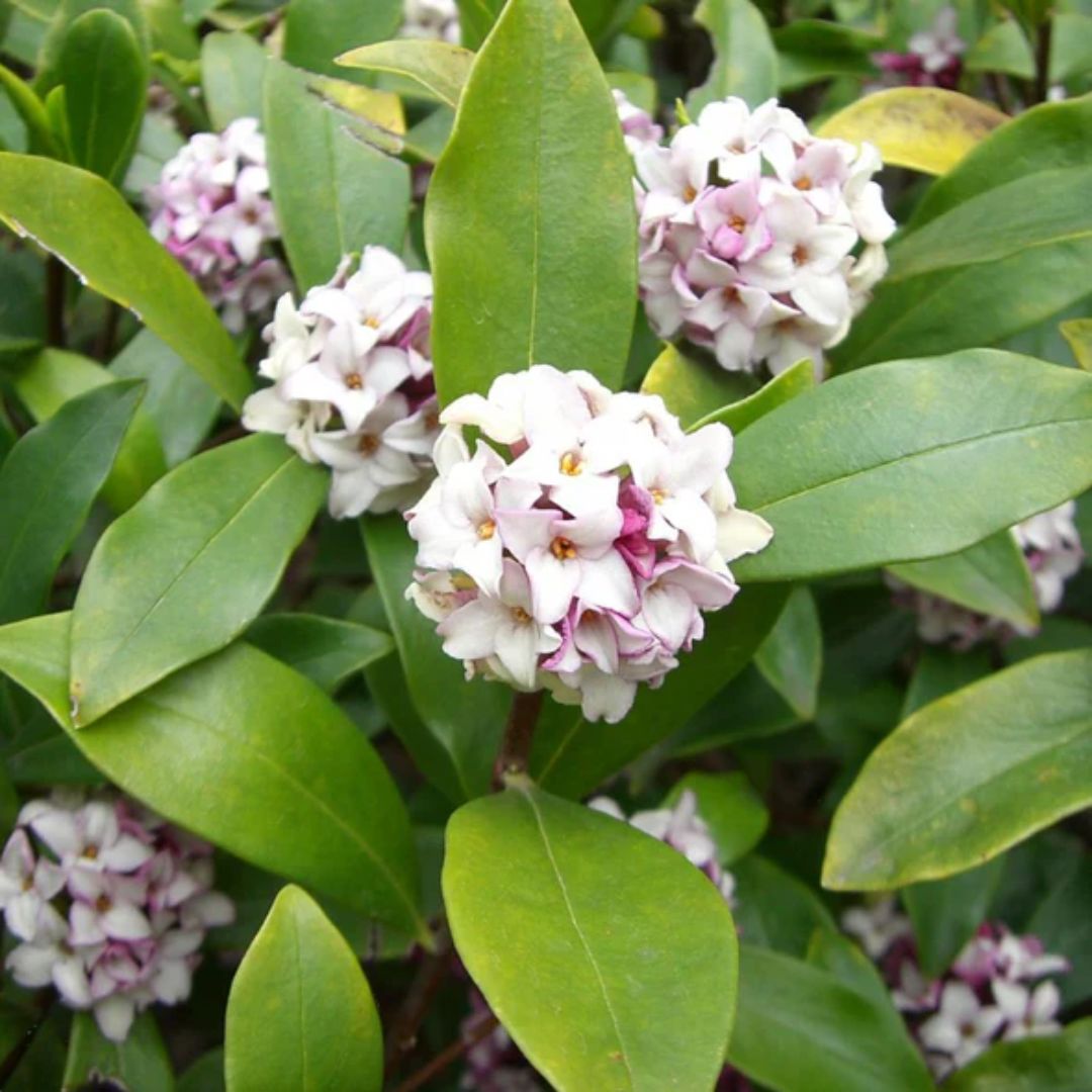 Daphne Odora: The Fragrant Wonder of the Garden