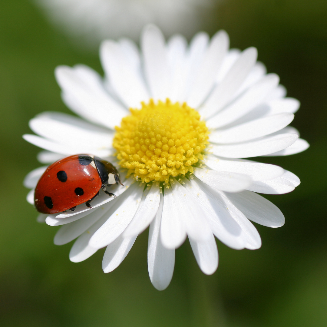 Lady beetles - good or bad?
