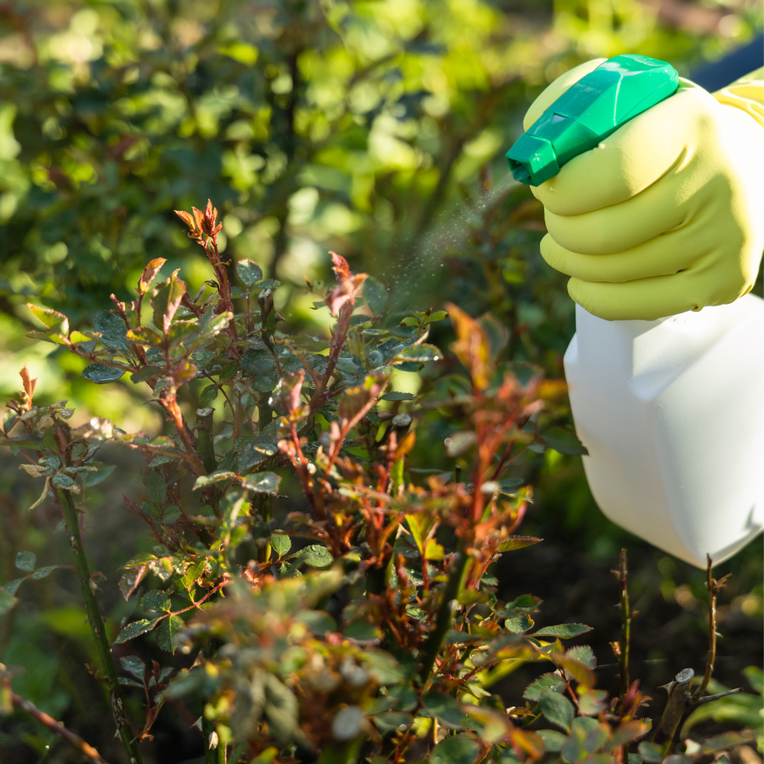 Title: Chemicals vs. Natural Pest Solutions: Which is Best for Your Garden?