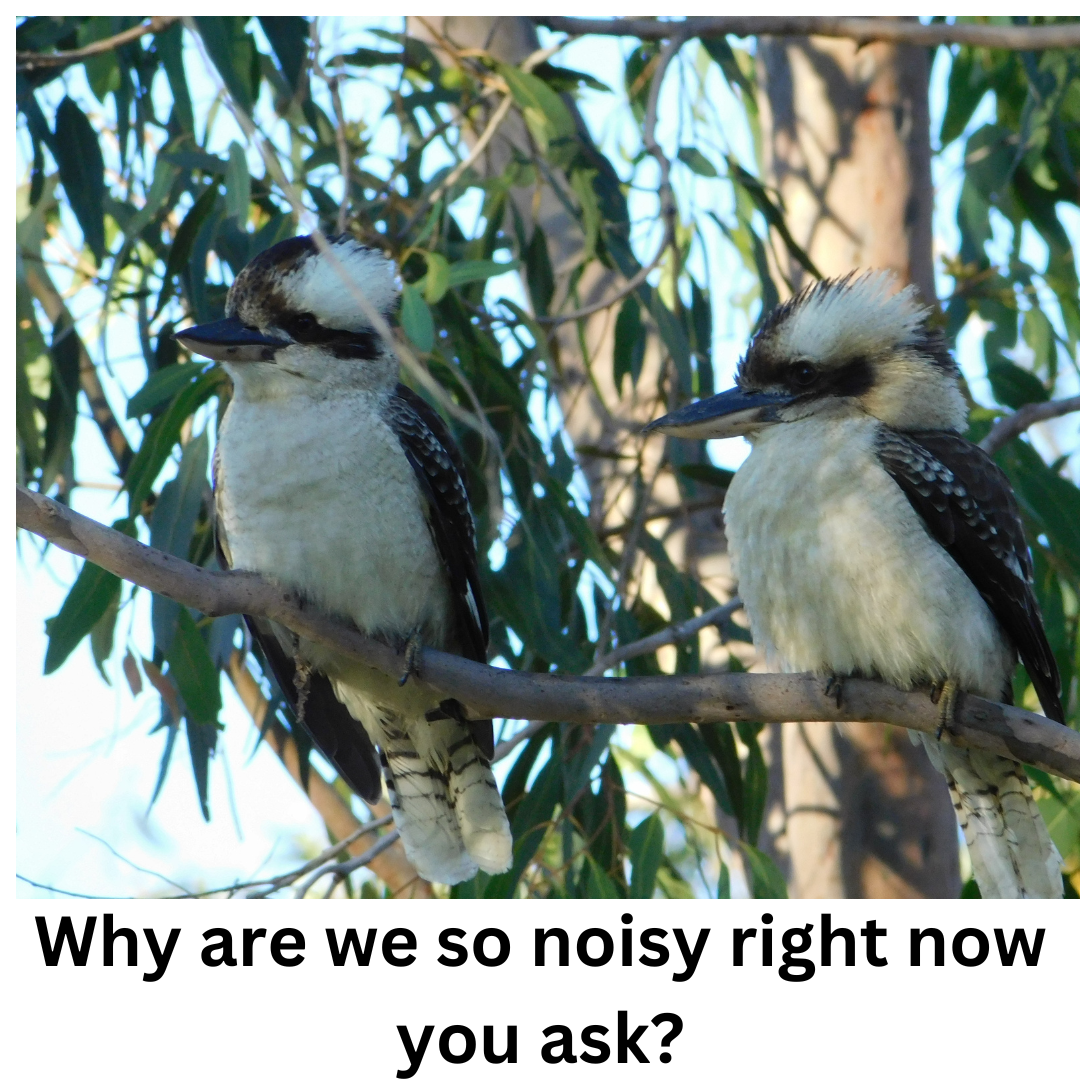 Have you noticed that the Kookaburra's in your area are really noisy at the moment