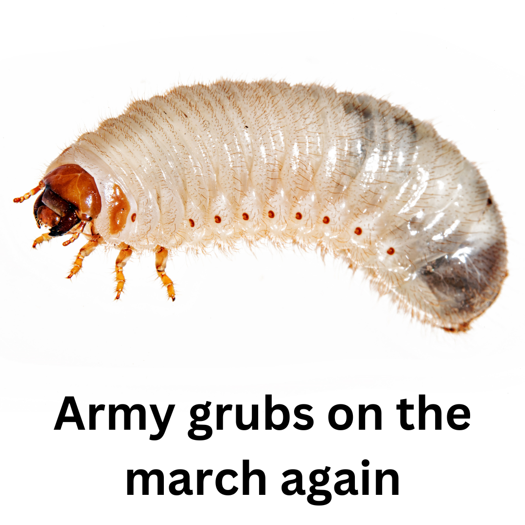Army grubs on the march again