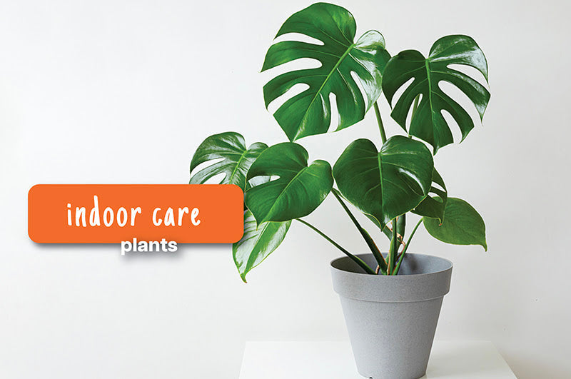 GREAT ADVICE FROM SEARLES - INDOOR PLANTING