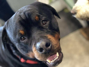 🐾 Farewell to Fred – Keeper of the Beach 🐾