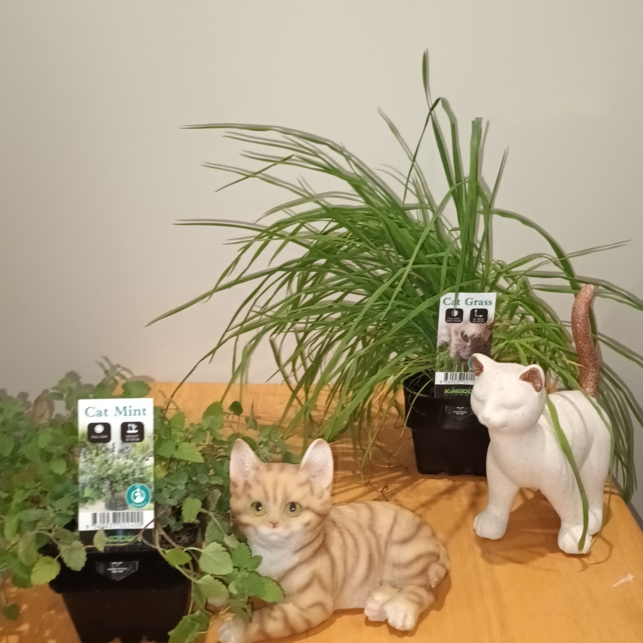 Celebrate International Cat Day with Us! 🐈