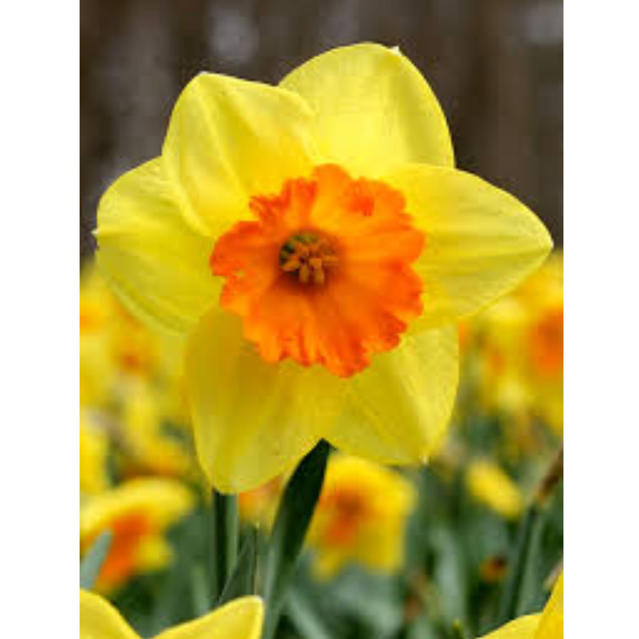 Daffodil Day: A Beacon of Hope