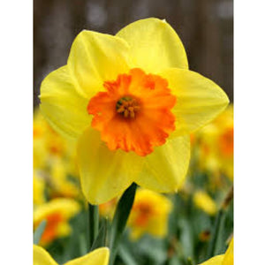 Daffodil Day: A Beacon of Hope