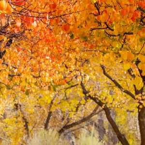 DECIDUOUS