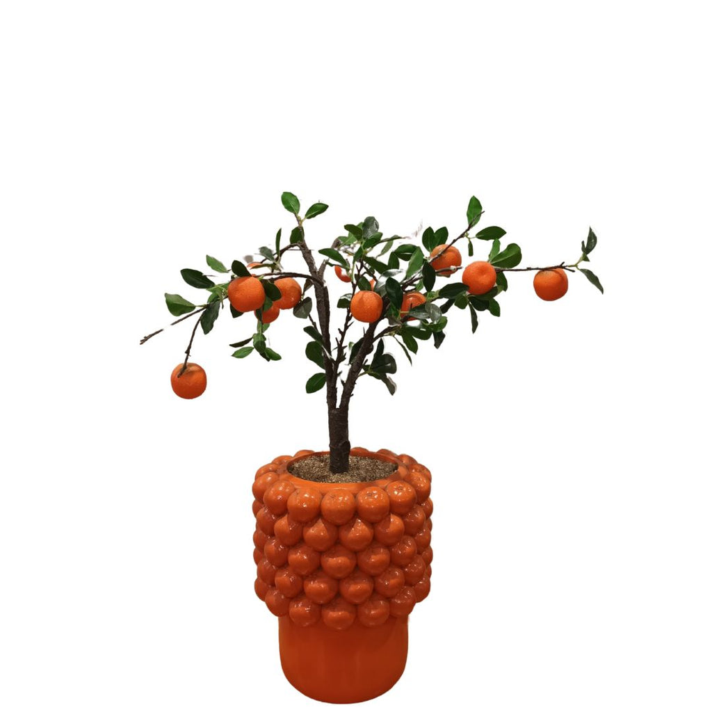 Naranjo Orange Tree