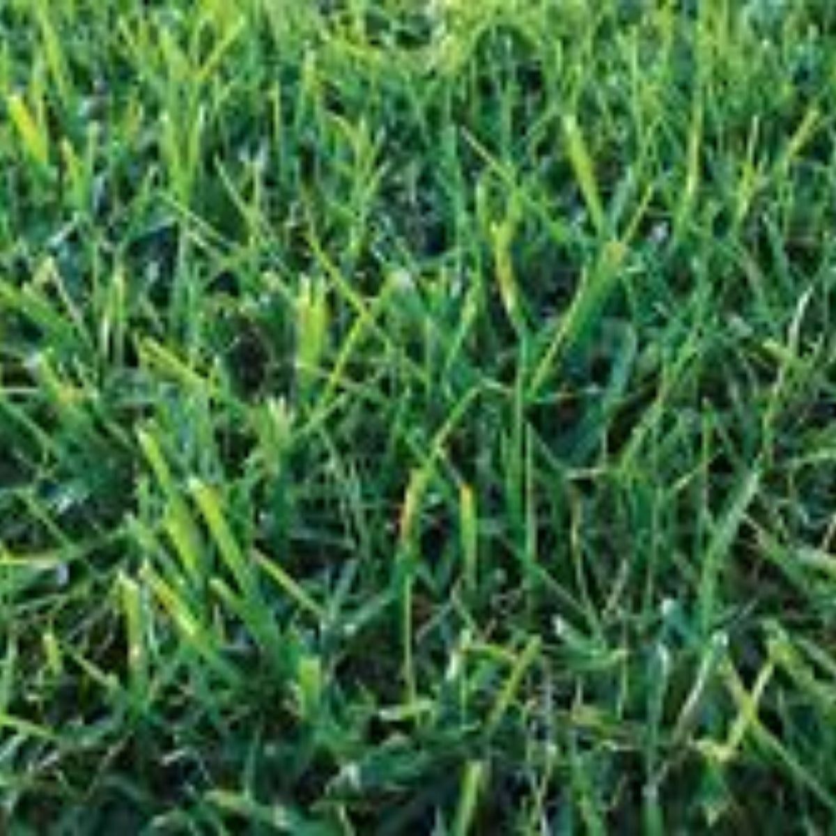 Kikuyu Eureka Turf [qnty:31 To 50 Rols]
