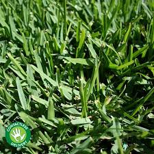 Sir Walter Turf 31-50m2 [qnty:31 To 50 Rols]