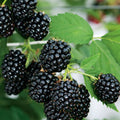Fothergills Mrf Blackberry Thornless Not To Wa
