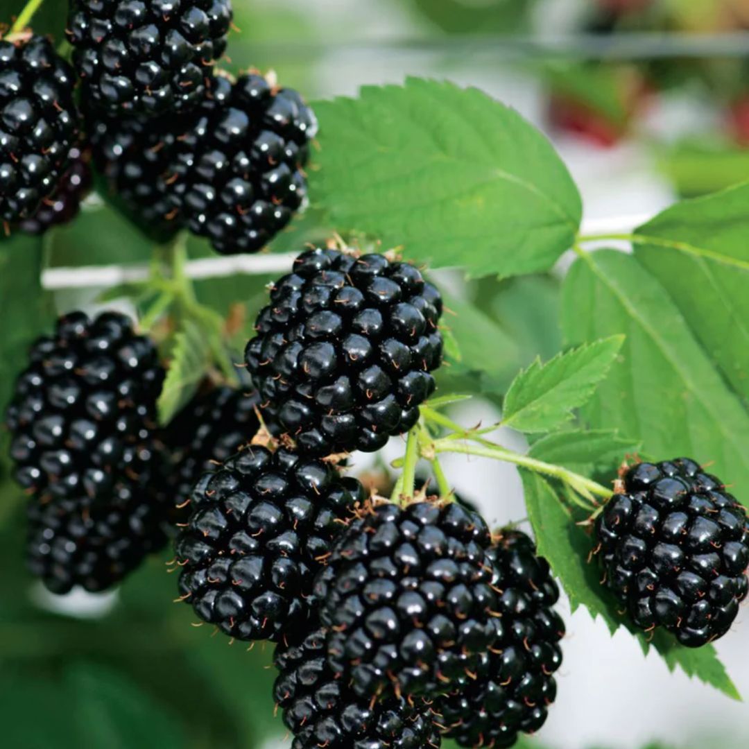 Fothergills Mrf Blackberry Thornless Not To Wa