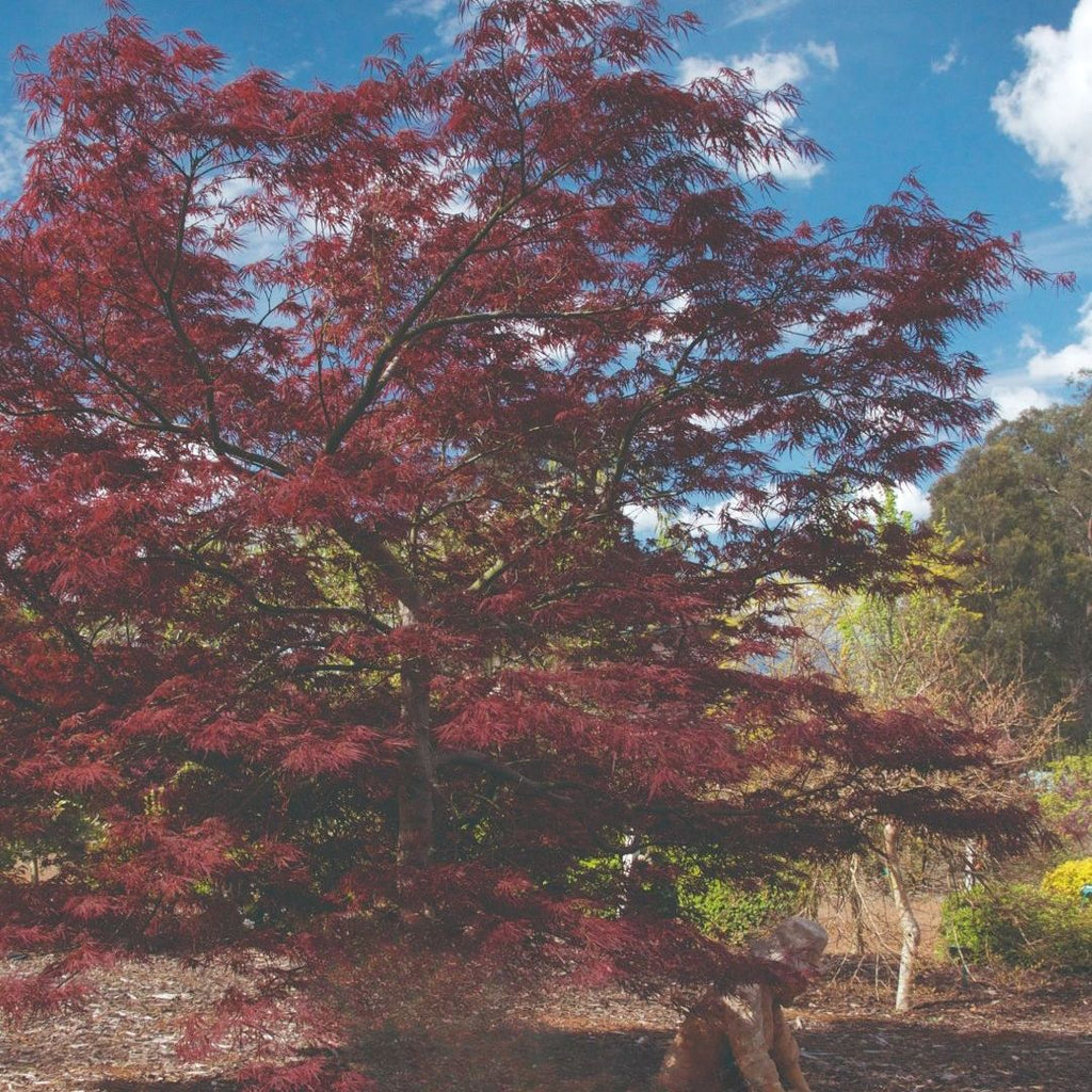 Acer Palmatum Crimson Wave 300