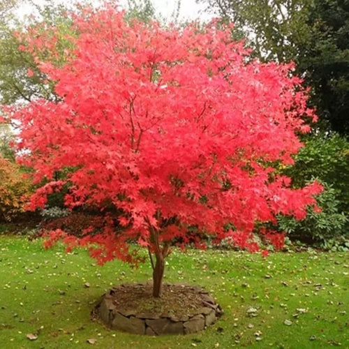Acer Palmatum Crimson Wave 300