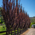 Prunus Oakville Crimson Spire 300