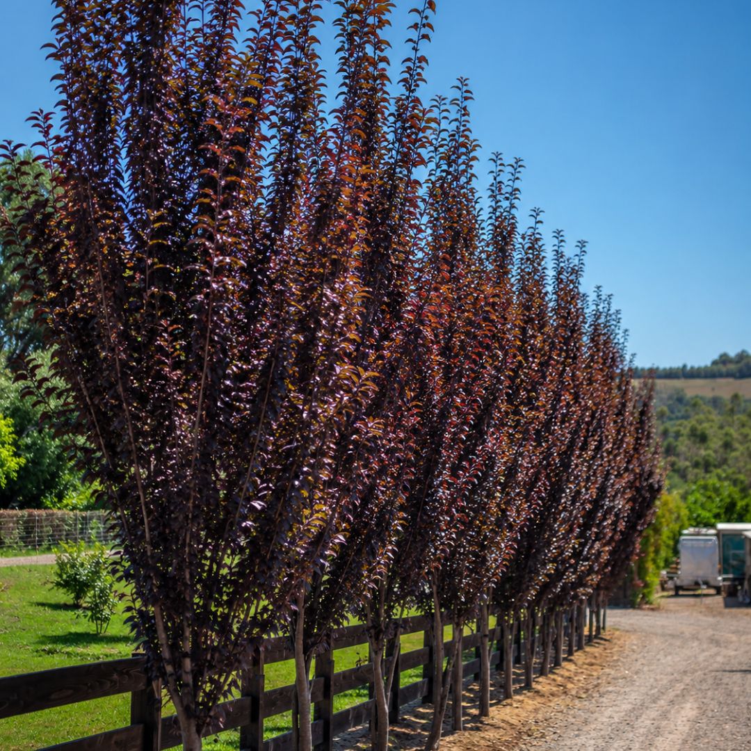 Prunus Oakville Crimson Spire 300