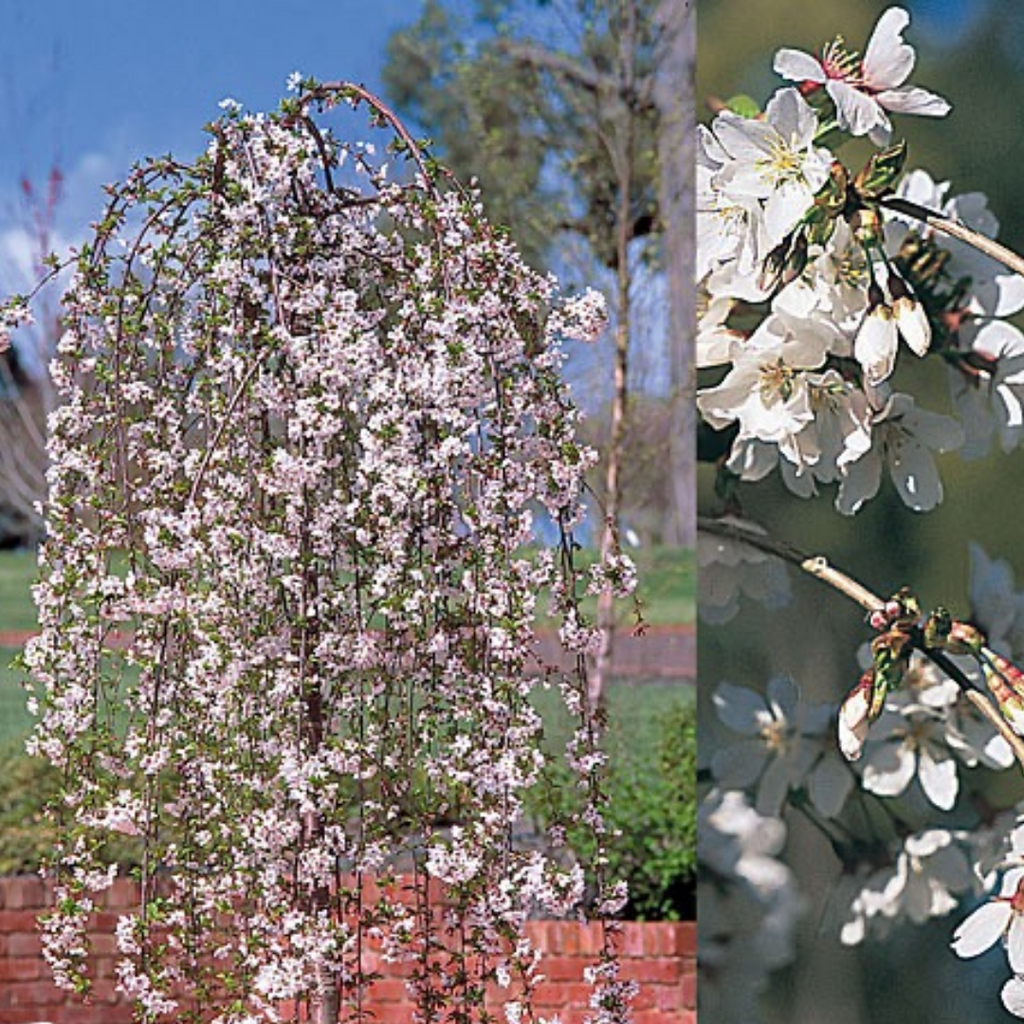 Prunus Snow Fountain Tall Std 500