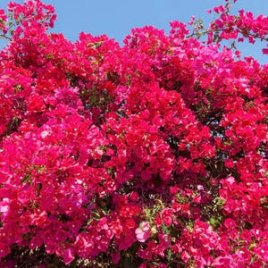 Bougainvillea Climber 140mm