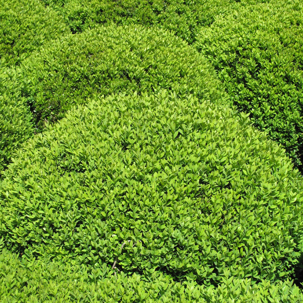 Buxus Japonica 140mm 