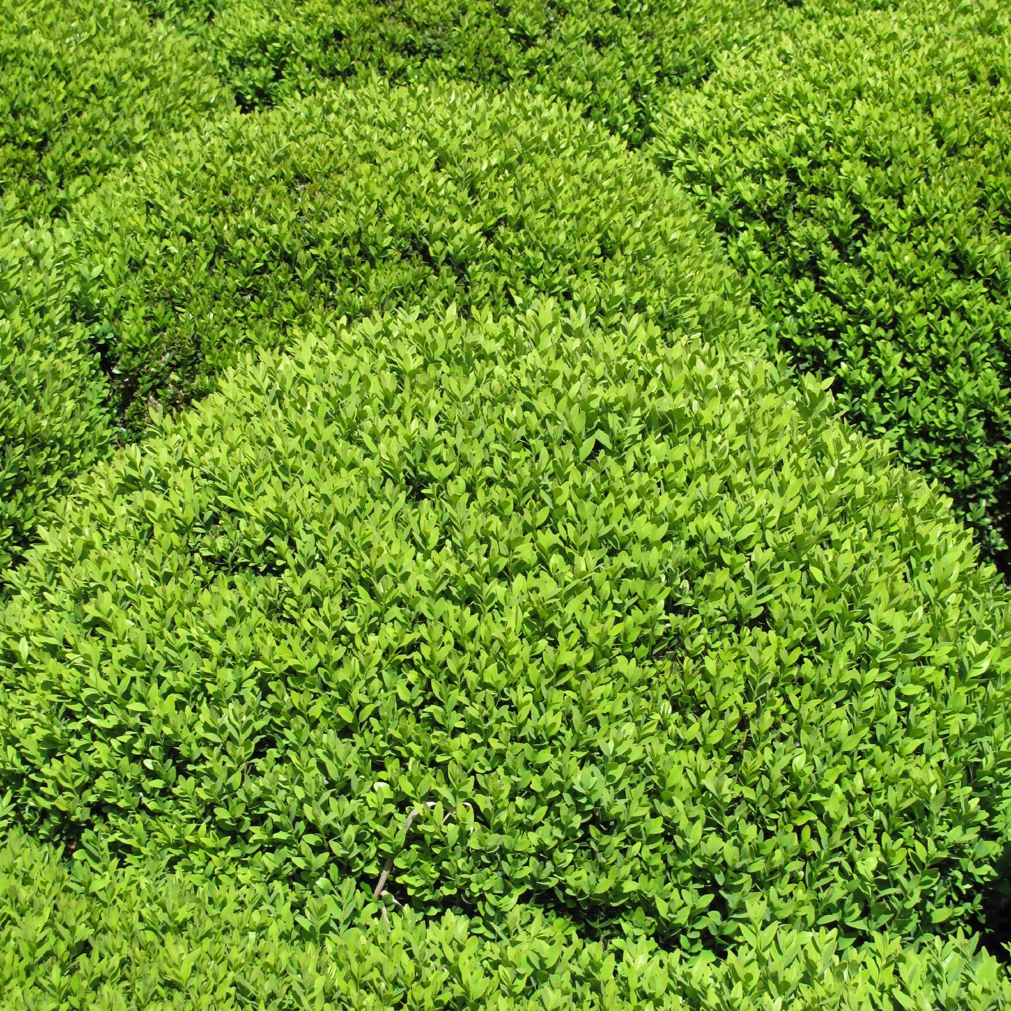 Buxus Japonica 140mm 