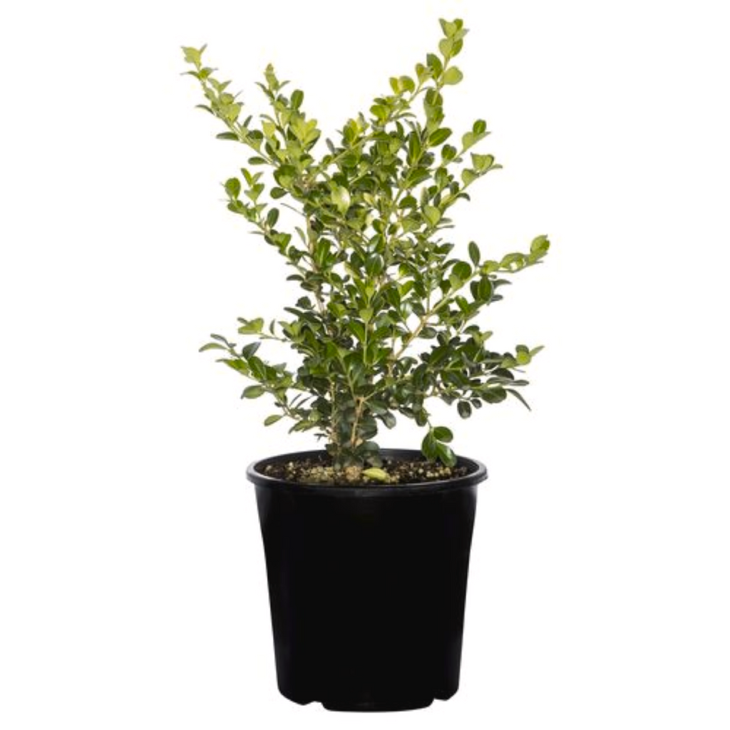 Buxus Japonica 140mm 
