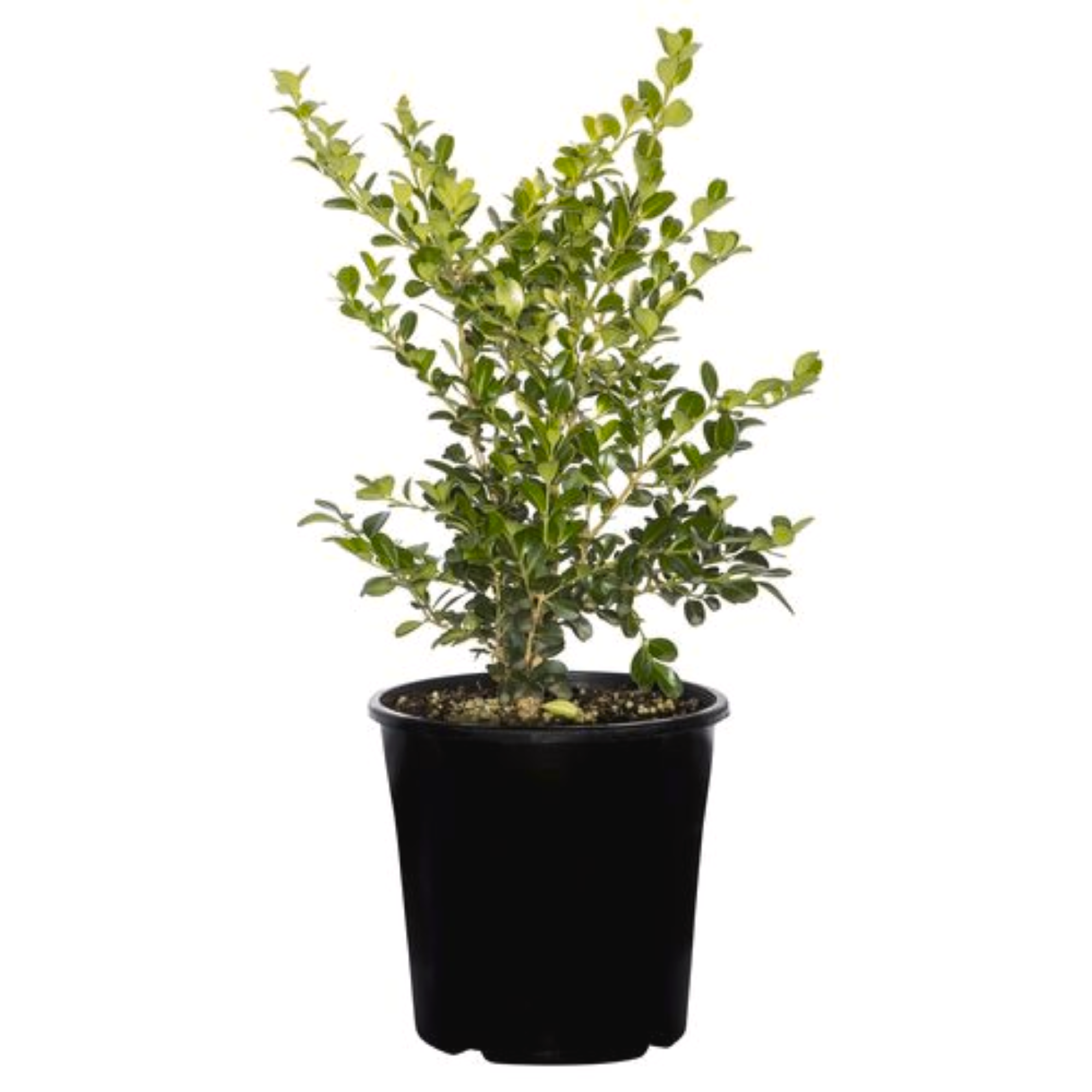 Buxus Japonica 140mm 