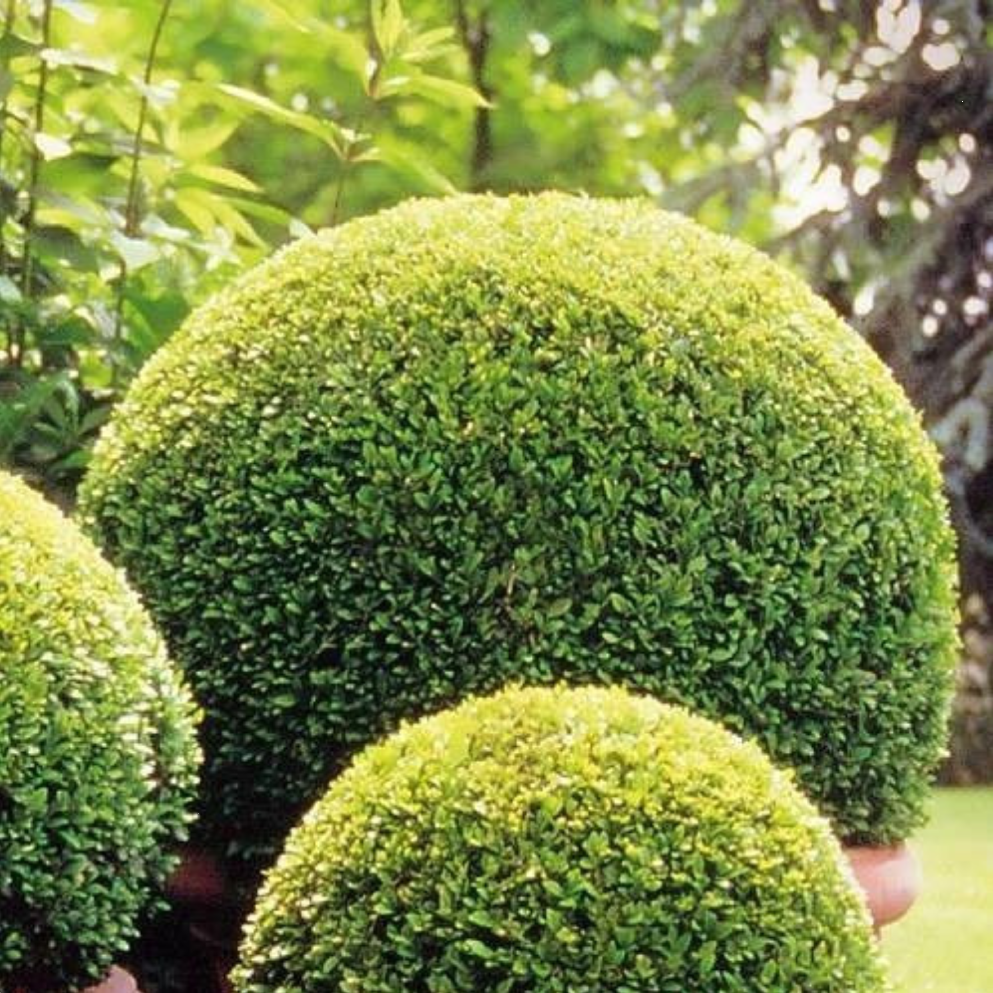 Buxus Japonica 140mm 