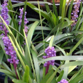 Liriope Elmarco 140mm