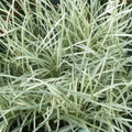 Liriope Muscari Stripey White 140mm