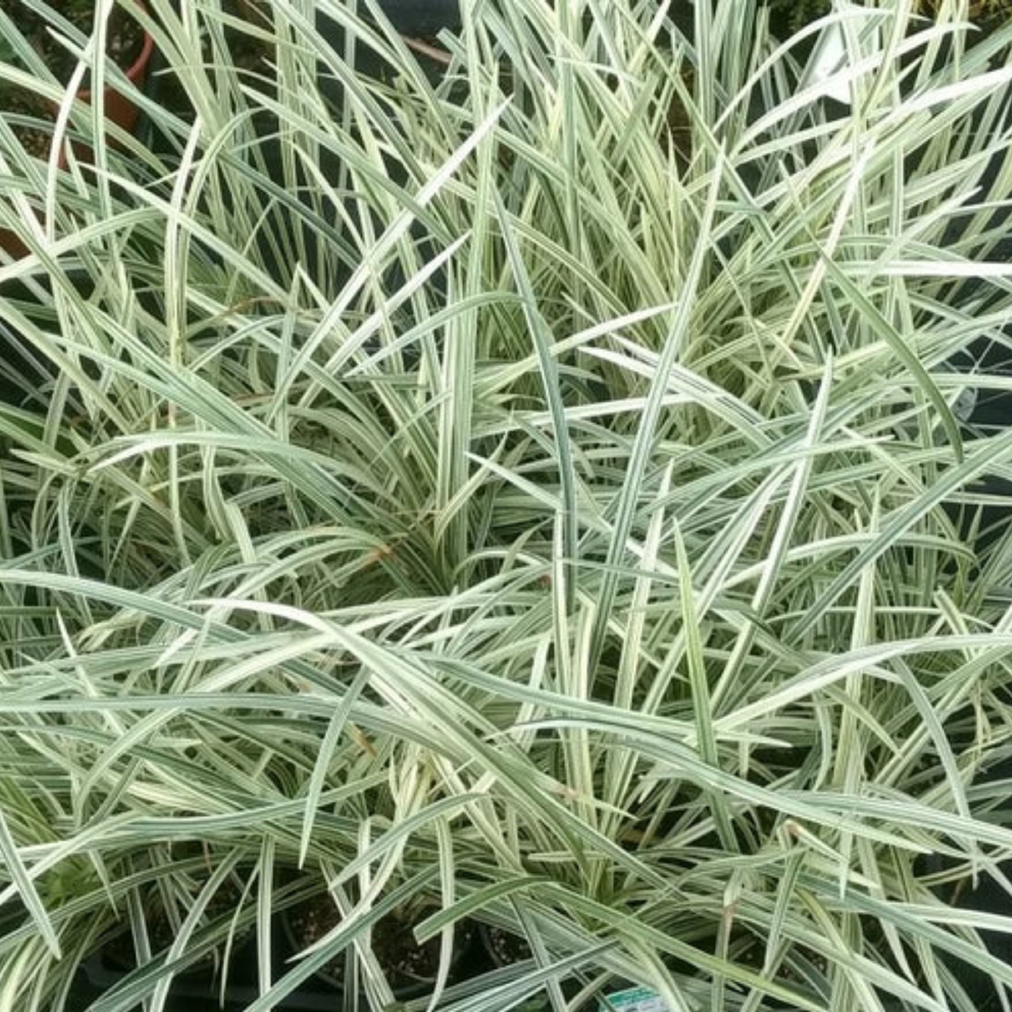 Liriope Muscari Stripey White 140mm