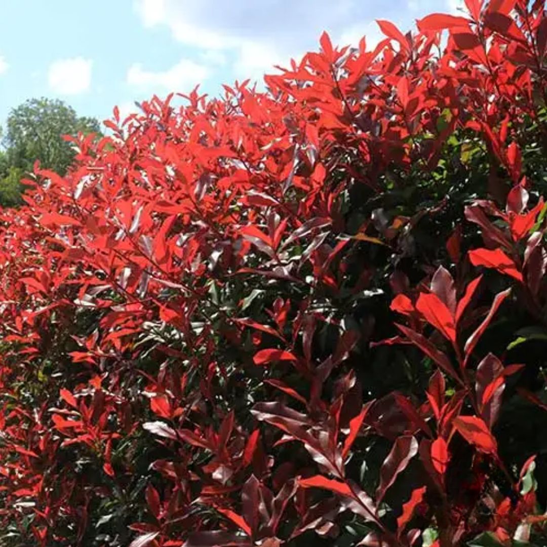 Photinia Red Robin 200mm