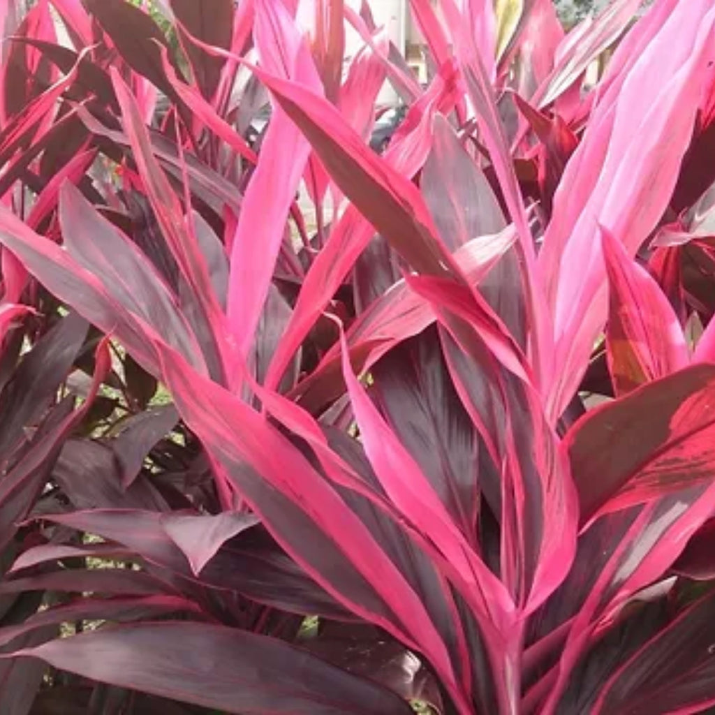 Cordyline Rubra 200mm