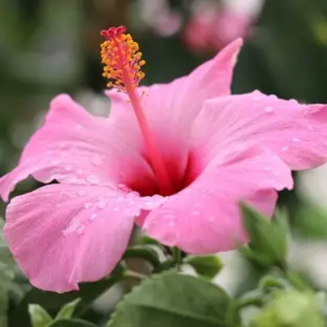 Hibiscus 140mm