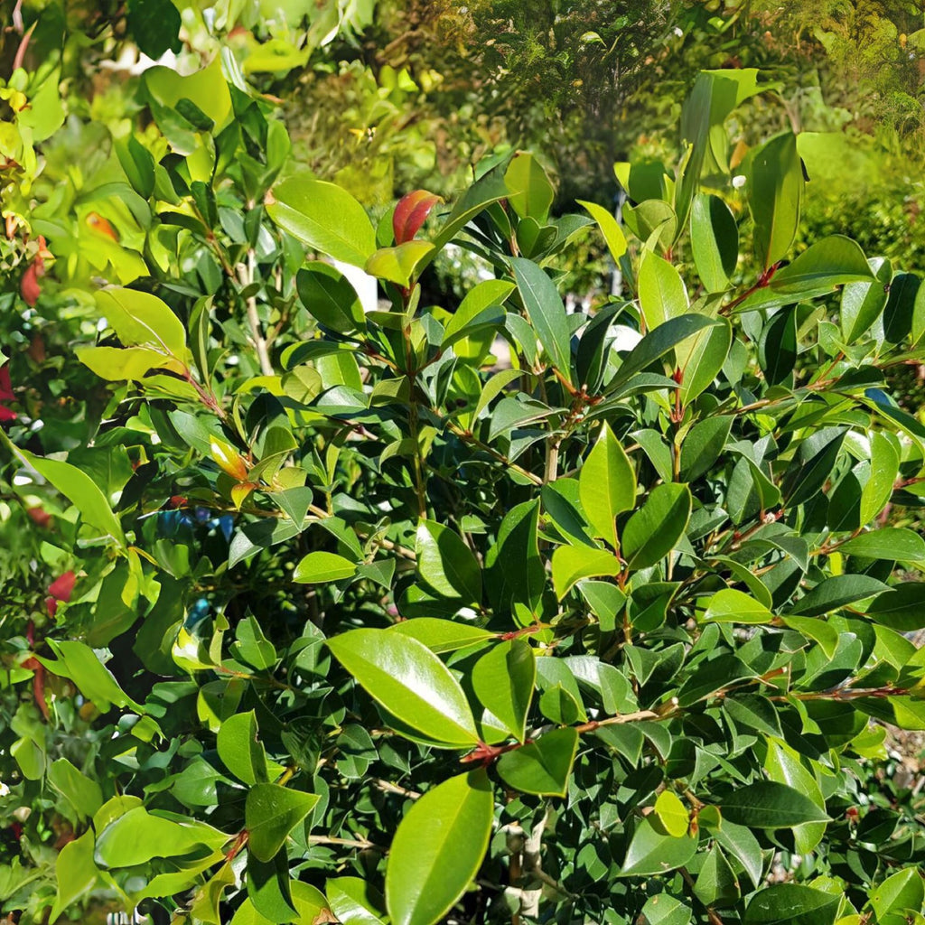 Syzygium Backyard Bliss 500 