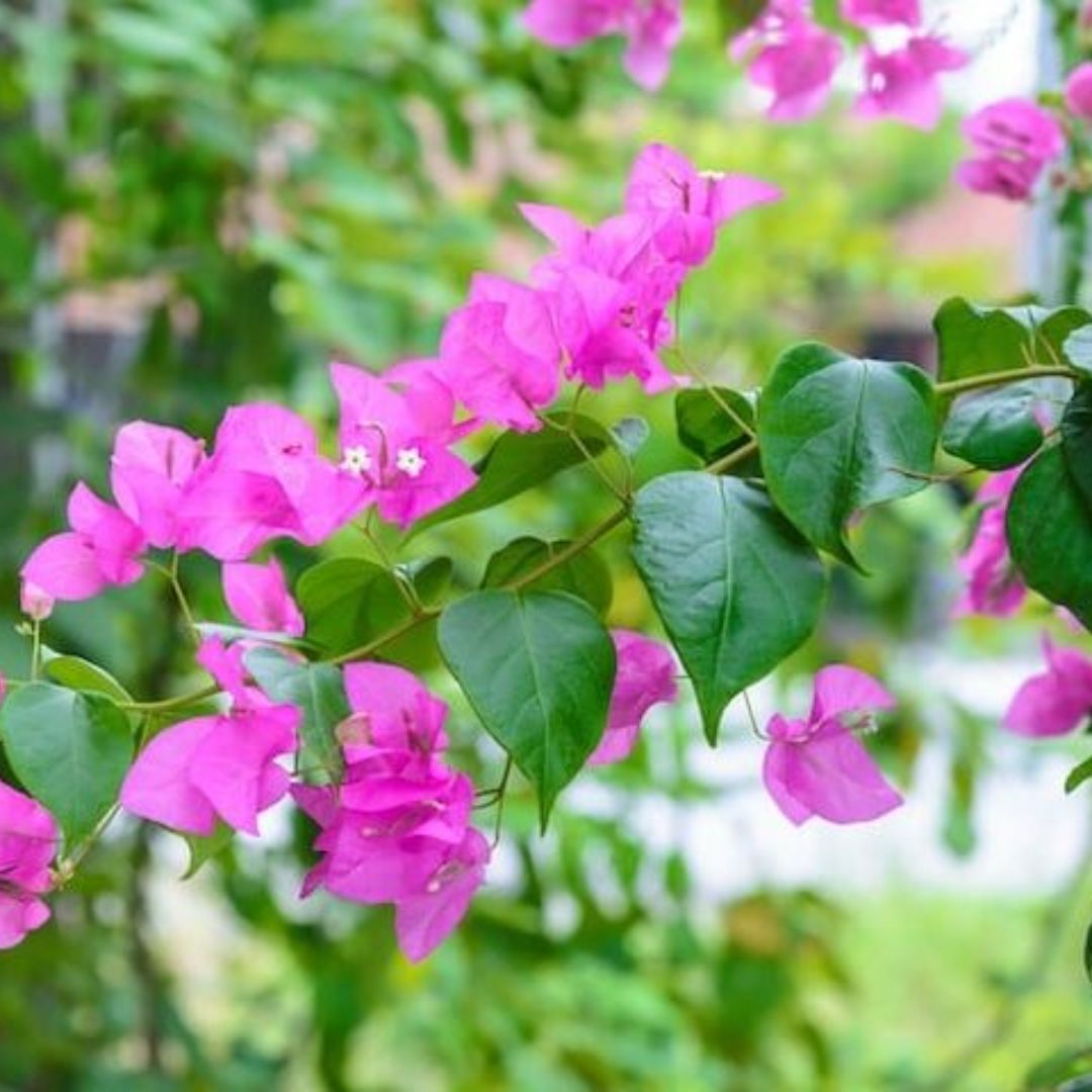 Bougainvillea Lil Beauty 140mm