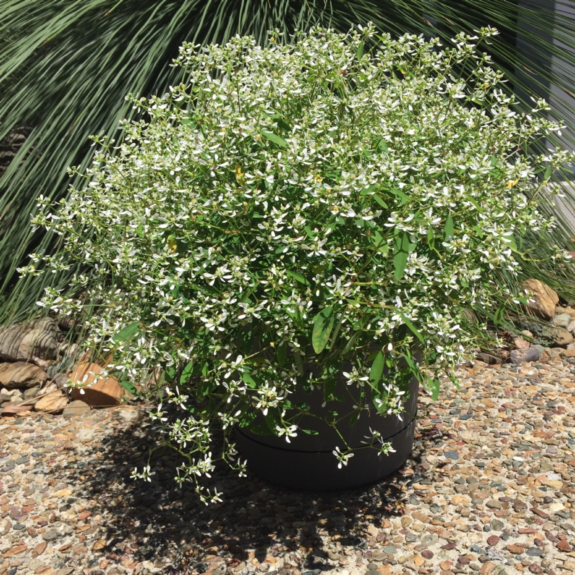 Euphorbia Stardust White Sparkles140mm