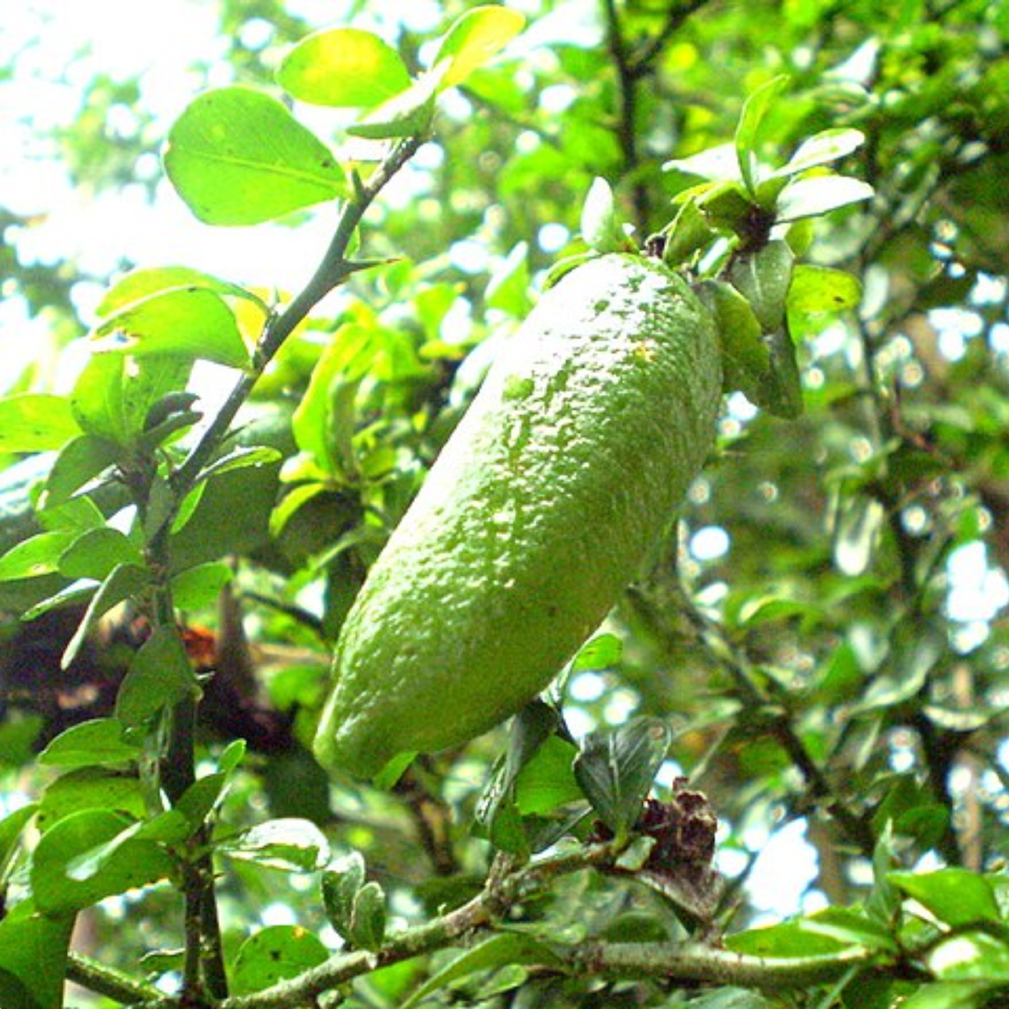 Citrus Australasica Finger Lime 140mm