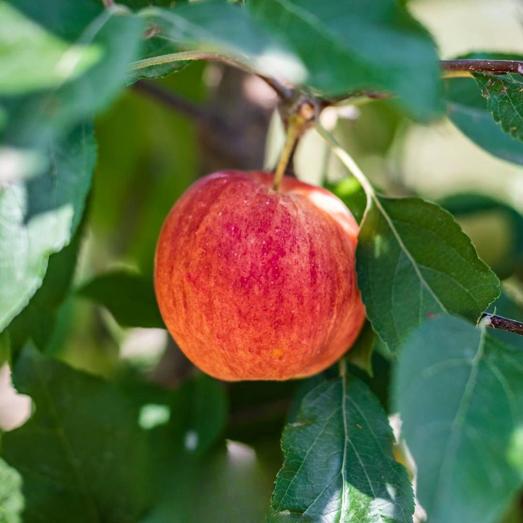 Apple Gala 300