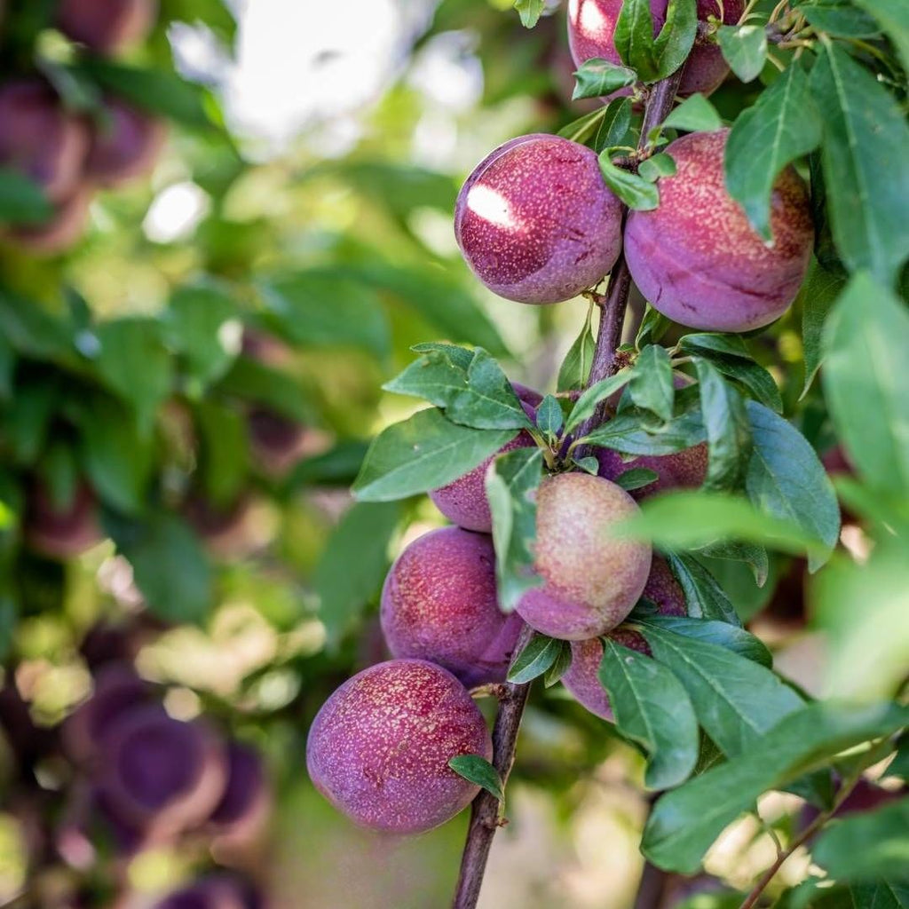 Plum Mariposa 300