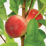 Load image into Gallery viewer, Peach White Opal 300
