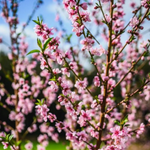 Load image into Gallery viewer, Peach White Opal 300
