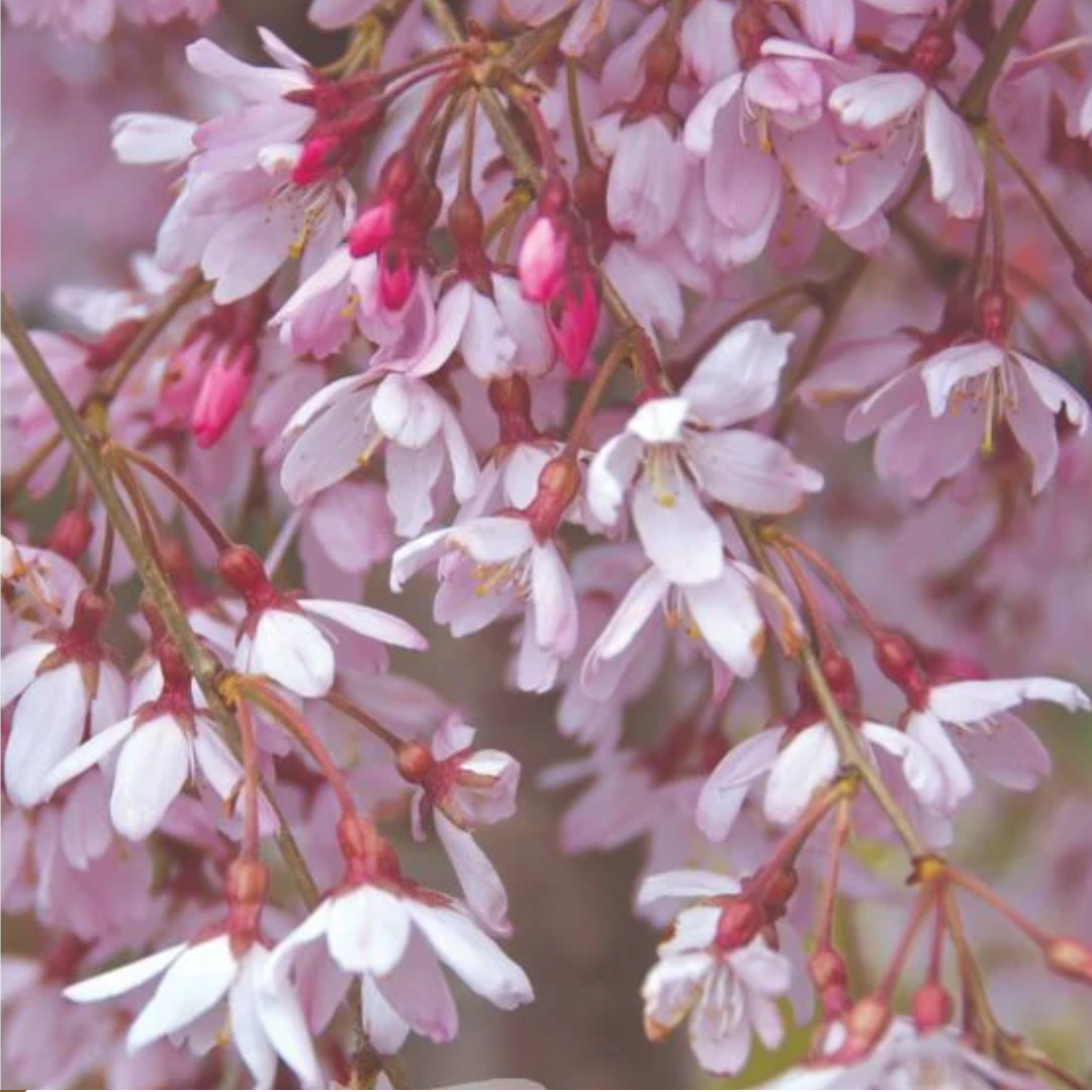 Prunus Pisnshzam Pink Snow Showers Tall Std 500