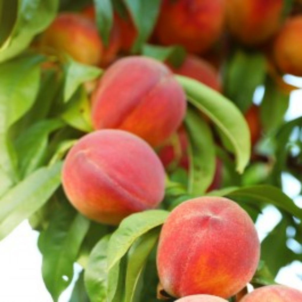 Peach Flordagold 300